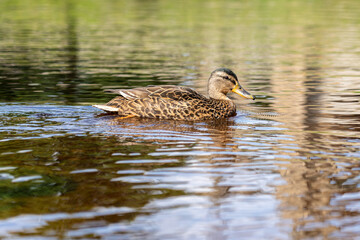 Obraz premium Female Mallard duck on water in the UK. Warm autumn sunshine. The mallard is a dabbling duck. 