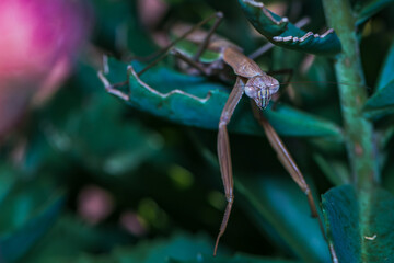 Praying mantis 