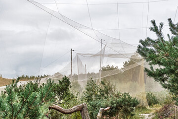 Mesh funnel as trap for birds. Biological station for banding of birds and studying its migration