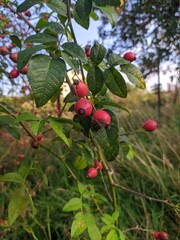 red berries on a branch