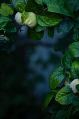Dark blurred background with a green frame of quince leaves. Background blank for poster, postcard or banner. Quince branches.