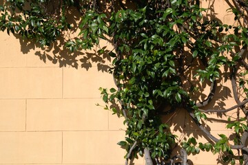 green climbing plant on wall
