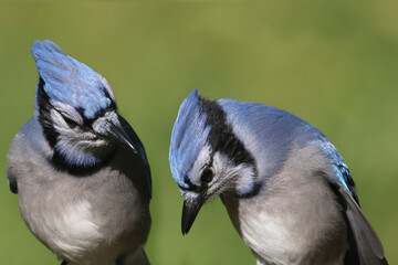 Blue Jay brothers fighting over food on deck in late summer afternoon sun