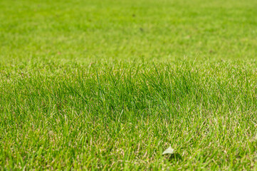 芝生のアップ