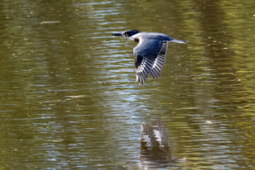 Belted Kingfisher on wooden box or flying off to catch a fish in last summer afternoon sun