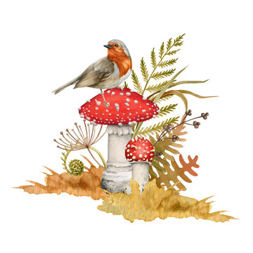 Forest bird autumn arrangement. Watercolor illustration. Hand drawn robin bird on fly agaric mushroom fall nature decor. Forest mushroom, wild herbs autumn bright decoration. White background