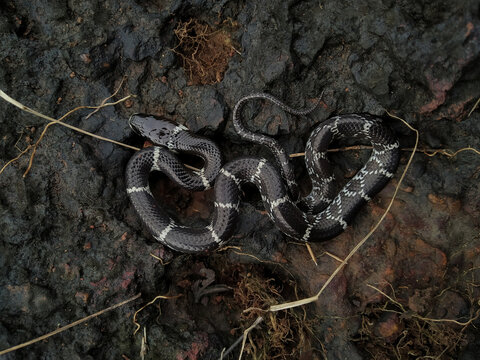 Juvenile common wolf snake, Lycodon aulicus