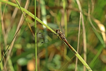 Weibliche Schwarze Heidelibelle (Sympetrum danae).