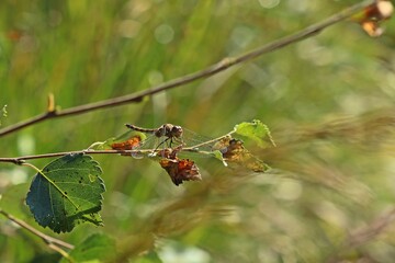 Weibliche Große Heidelibelle (Sympetrum striolatum)