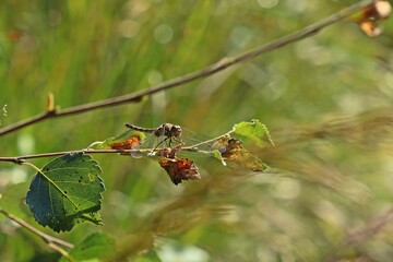 Weibliche Große Heidelibelle (Sympetrum striolatum)