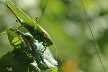 Weibliches Grünes Heupferd (Tettigonia viridissima) im Gegenlicht