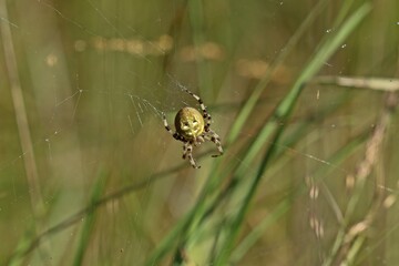 Vierfleckkreuzspinne (Araneus quadratus).