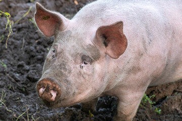 Portrait of a dirty big pig on the farm among the mud.