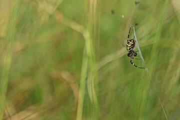 Wespenspinne (Argiope bruennichi).