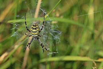 Wespenspinne (Argiope bruennichi).