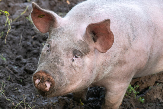 Portrait of a dirty big pig on the farm among the mud.