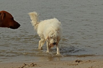 Goldendoodle und Rhodesian Ridgeback spielen in der Nordsee