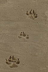 Hundespur im Nordseesand