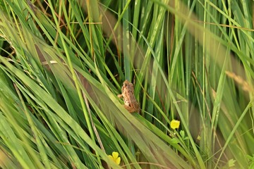 Junger Braunfrosch im Hochmoor
