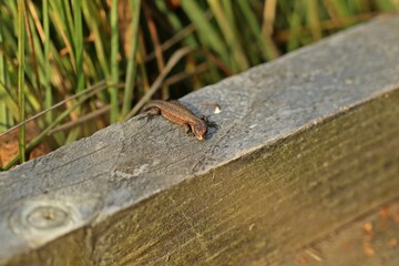 Junge Mooreidechse (Zootoca vivipara) auf Bohlenweg am Ewigen Meer.