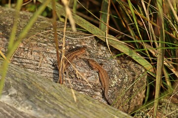 Zwei junge Mooreidechsen (Zootoca vivipara) auf Bohlenweg am Ewigen Meer.