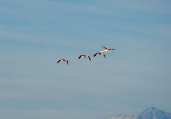 Fly Away