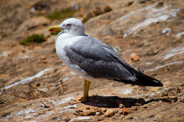 seagull on the beach