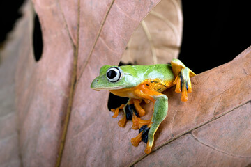 Black webbed tree frog among dry leaves