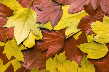 Background of yellow and red autumn leaves. Flat lay.