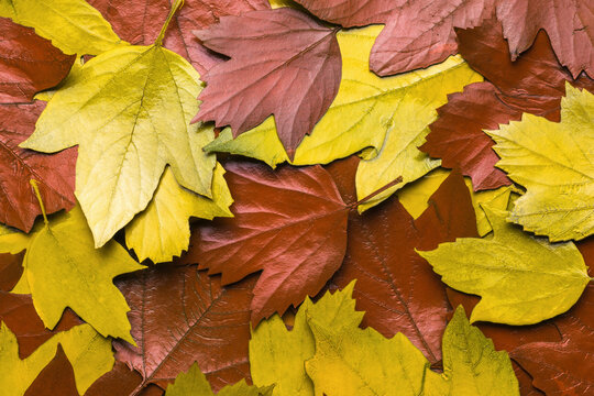 Background of yellow and red autumn leaves. Flat lay.