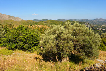 Fototapeta na wymiar Landscape at Rhodes, Island, olive trees, mountains and nature
