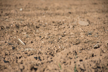 Abandoned and untilled crop field ready to be cultivated