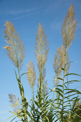 Reed plant in the wild and natural state next to a river.