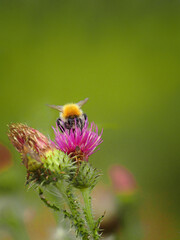 Bee with purple flower