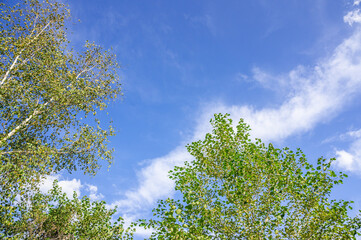 秋の白樺と青空