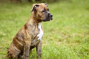 american staffordshire terrier dog
