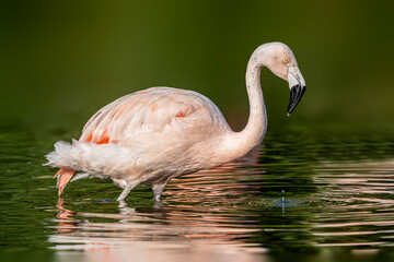 Pink  Greater Flamingo, with a water drop on its beak Phoenicopterus ruber, wading in the water,feeding by sifting