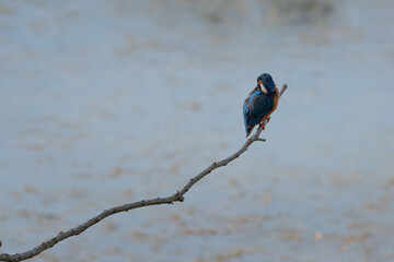 Splendid Exemplary with Beautiful Colors of Common Kingfisher, Alcedo atthis, on a Thin Branch