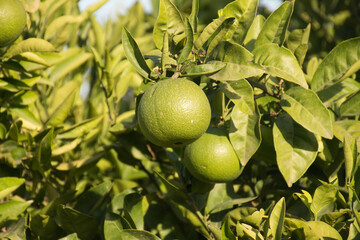 Orange tree with green oranges rich in vitamin C not yet ripe and not ready for human consumption