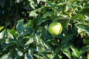 Orange tree with green oranges rich in vitamin C not yet ripe and not ready for human consumption