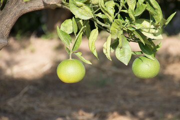 Orange tree with green oranges rich in vitamin C not yet ripe and not ready for human consumption