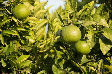
Orange tree with green oranges rich in vitamin C not yet ripe and not ready for human consumption