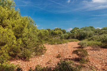 path in the forest on a sunny day