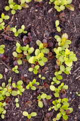 Background of fresh lettuce salad growth on the ground soil in the garden in spring season.