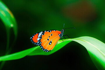 butterfly on a green leaf