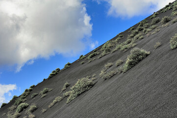 plants on black volcanic sand at Timanfaya National Park, Lanzarote Island, Canary Islands, Spain