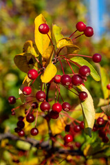 Obraz premium A closeup of red grape berries against leafs in the autumn colors.