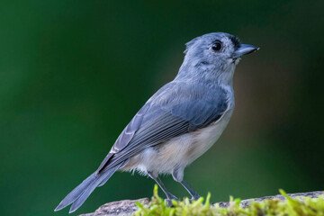 bird on the branch