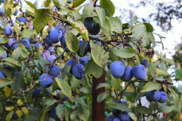 Plum tree branch with bright fruits