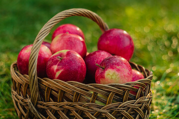A harvest of ripe red apples in a wicker basket on a blurred green background.
